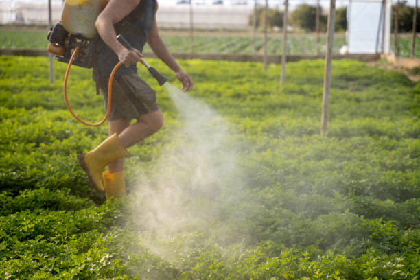 Best Affordable Pest Control Services  in Bayou Lourse, LA