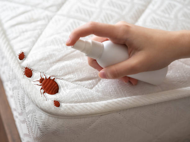 Best Termite Control Services  in Bayou Lourse, LA
