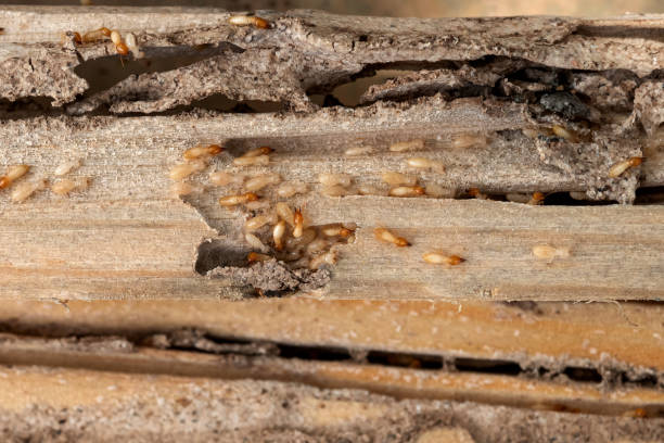Best Best Pest Control Companies  in Bayou Lourse, LA