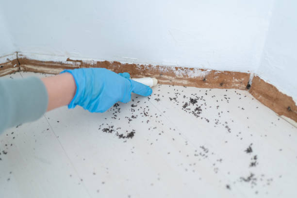 Insect Control in Bayou Lourse, LA