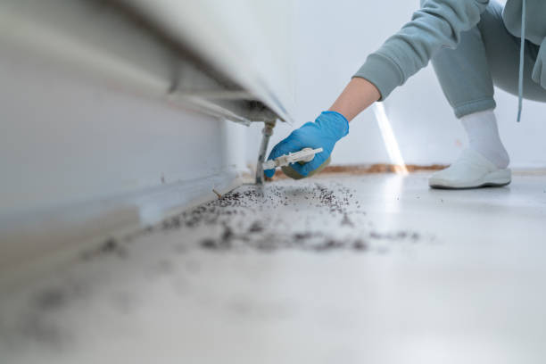 Reliable Bayou Lourse, LA Pest Control Solutions